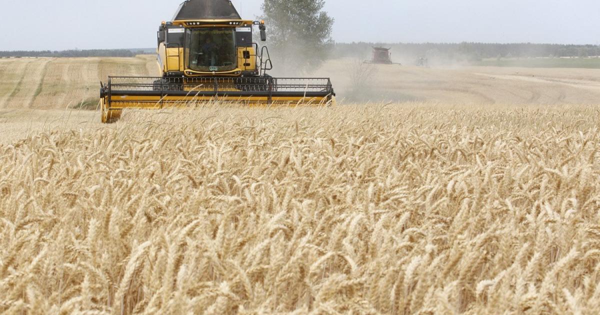 البنك الدولي: أزمة أوكرانيا تهدد بنقص إمدادات القمح